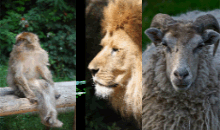 Zoogo.info der schnelle Zoofinder